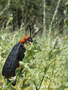 Blister Beetle Arizona: Id & Control
