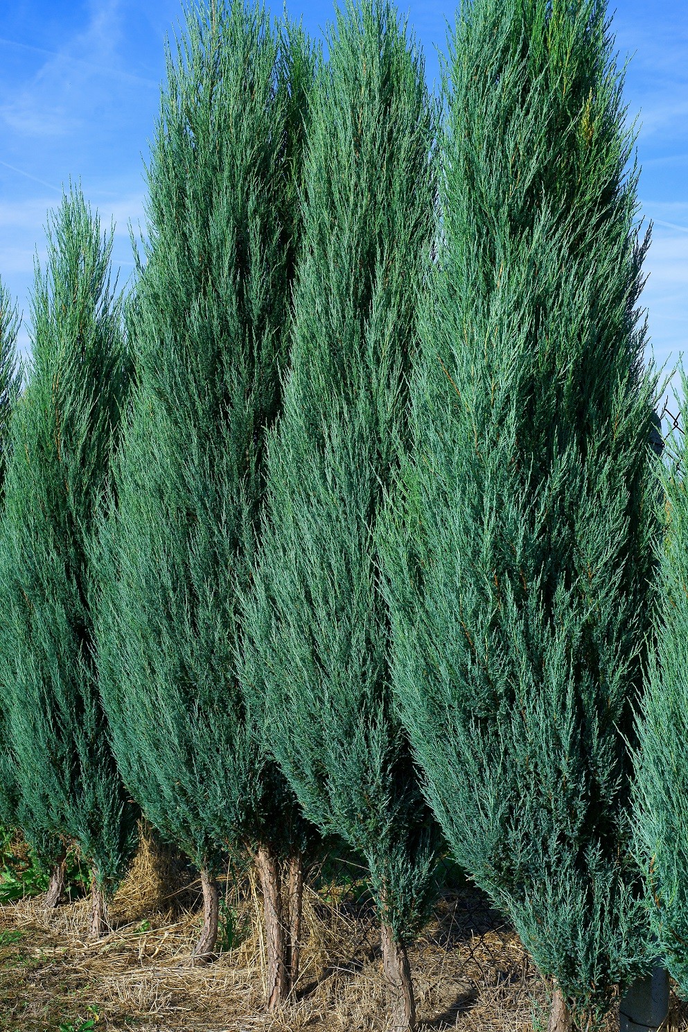 Blue Arrow.juniper