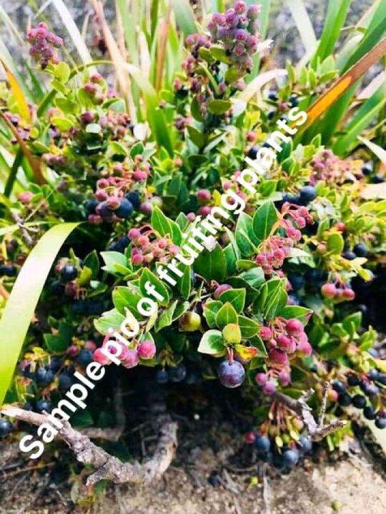 Blueberry Plant Ph