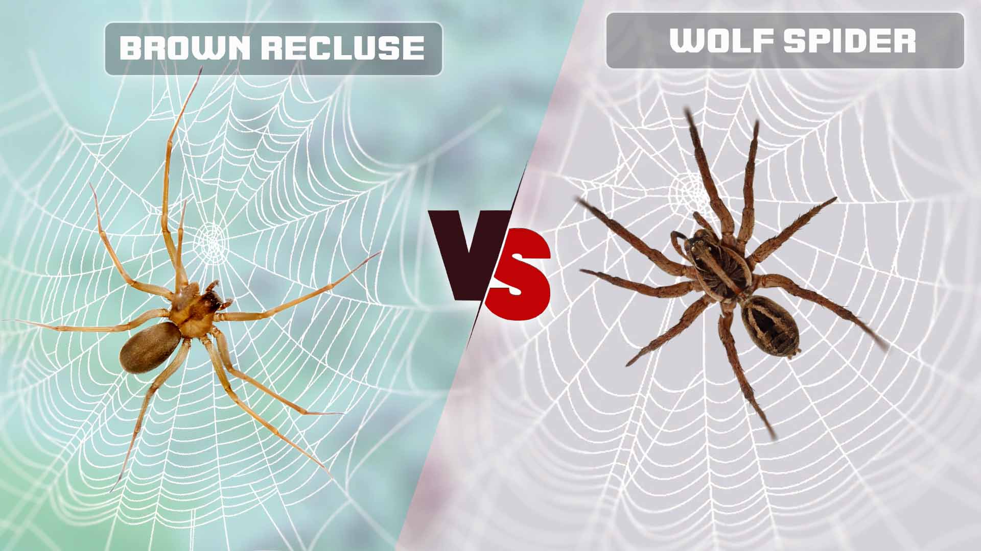 Brown Recluse Spider Vs Wolf Brown Recluse Spider Vs Wolf