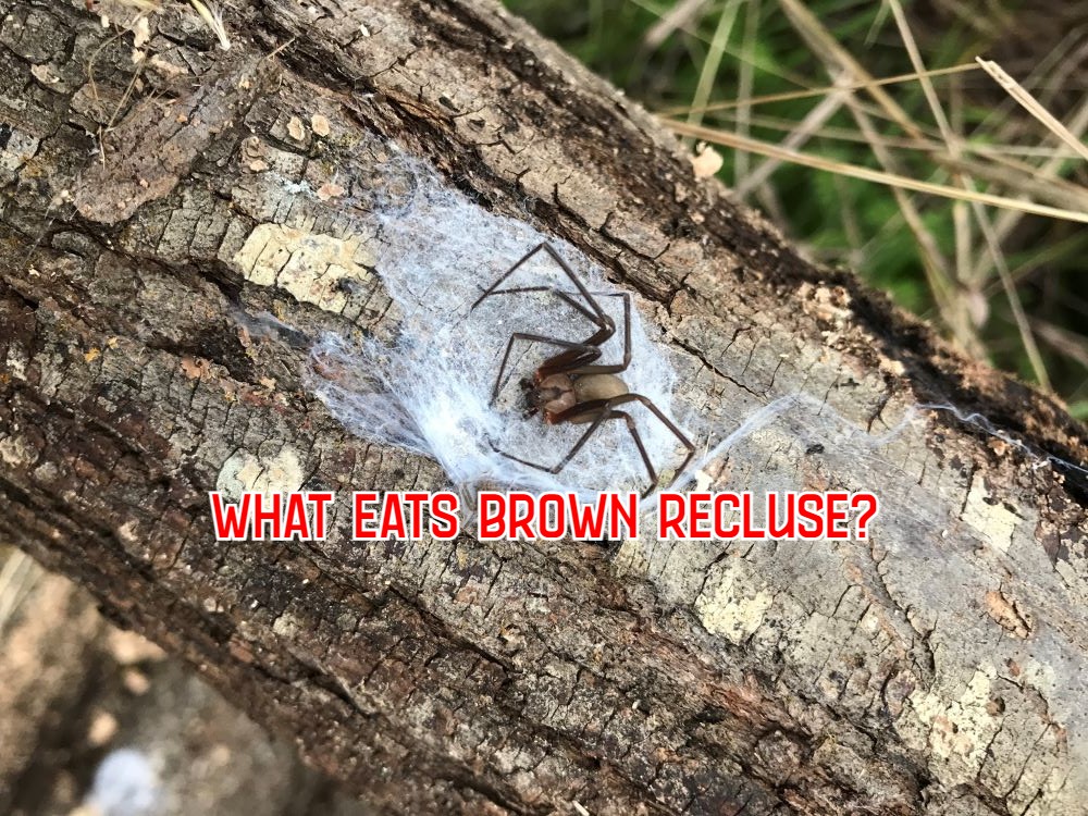 Brown Recluse Web Nest