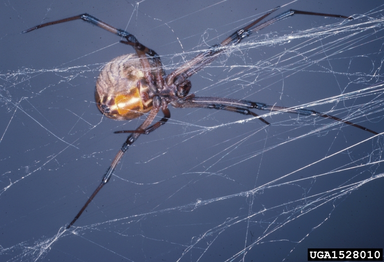 Brown Widow Nc