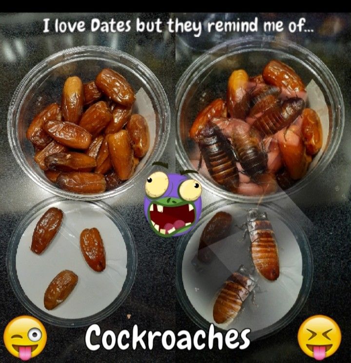 Bugs Resembling Cockroaches