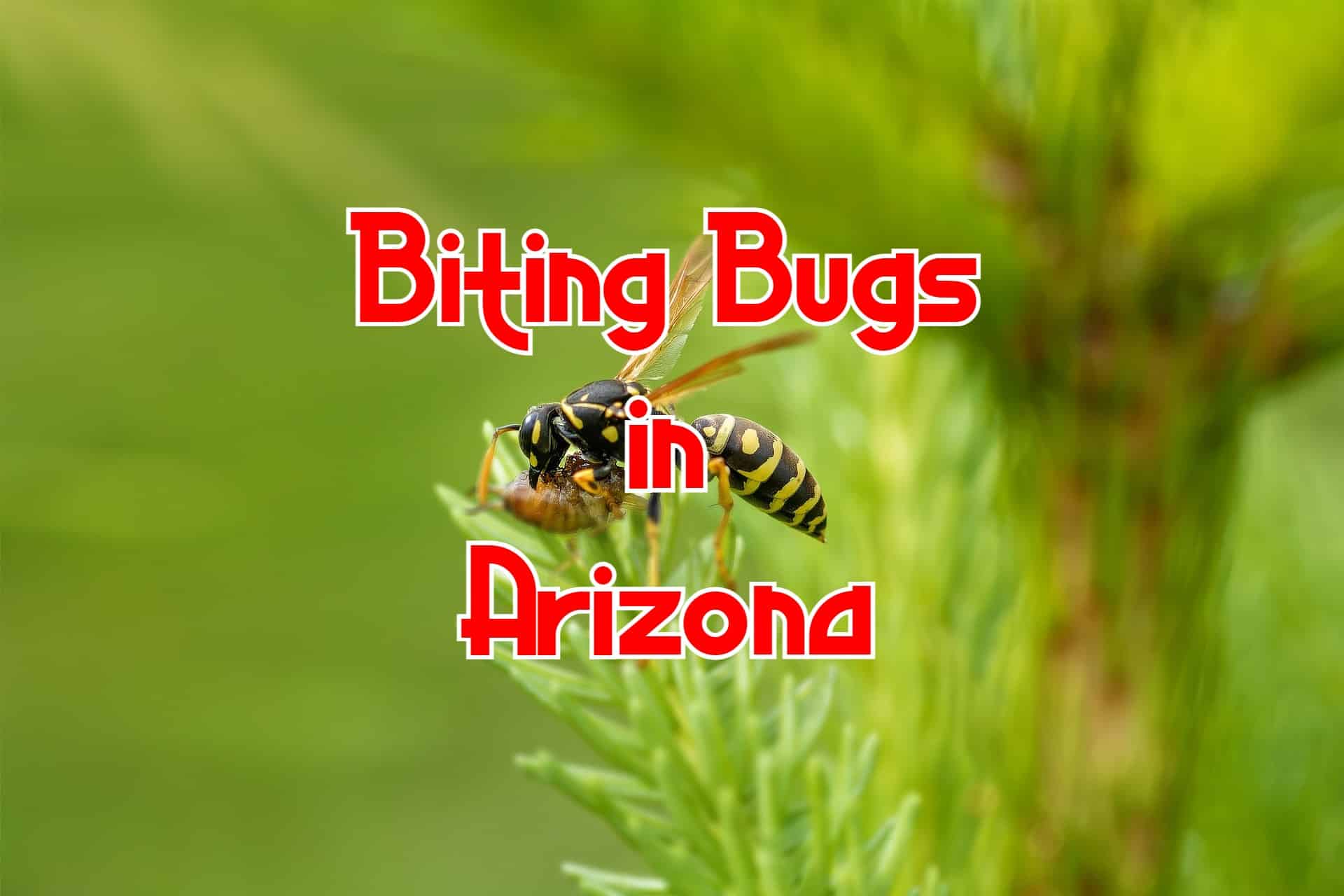 Bugs That Sting In Arizona