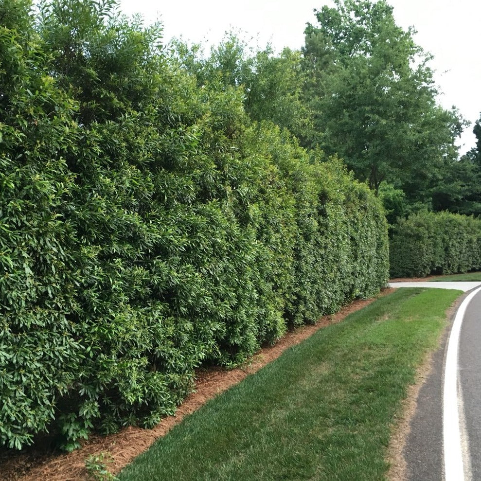 California Wax Myrtle Tree