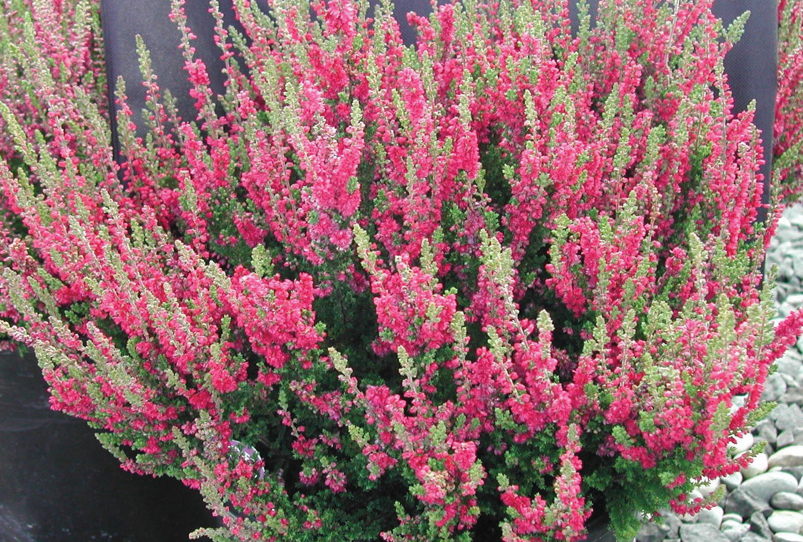 Calluna Vulgaris 'Dark Beauty'