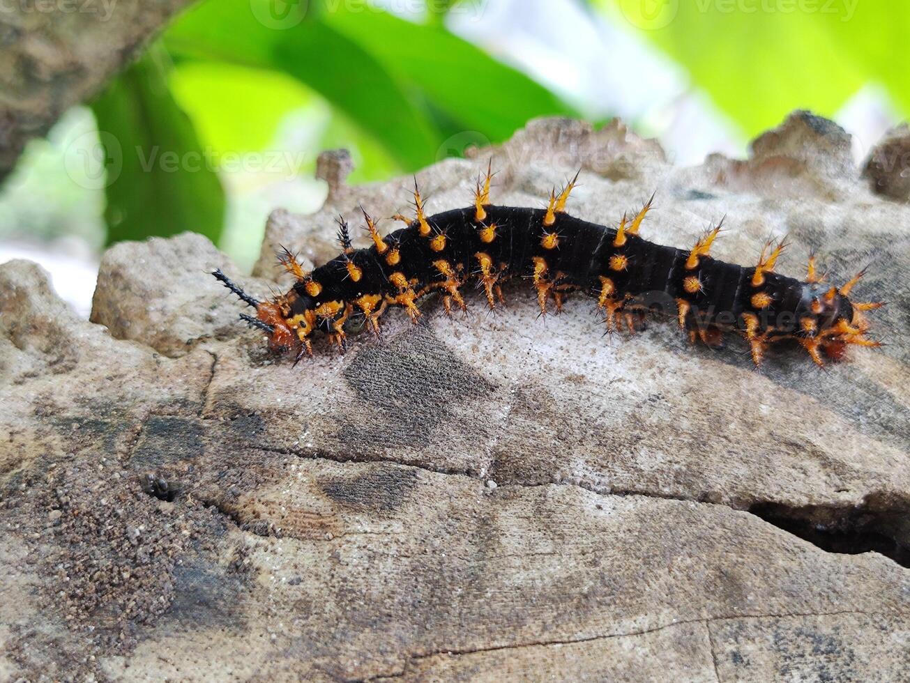 Caterpillar Defense Mechanisms