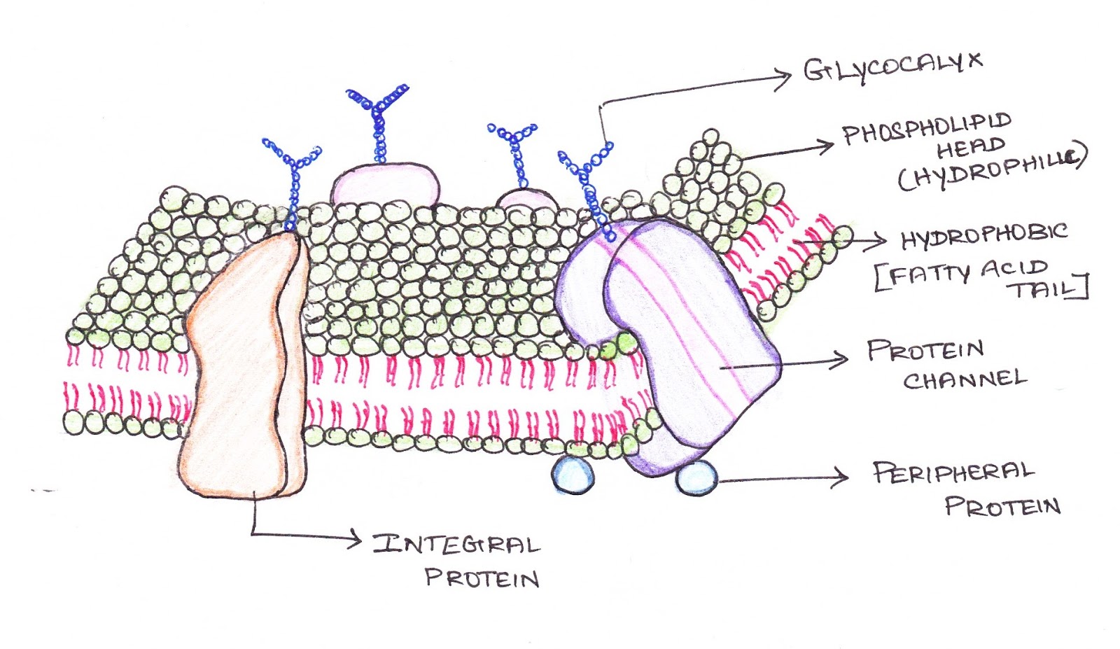 Cell Membrane Easy Drawing