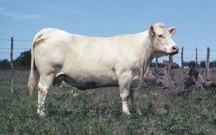 Charolais Breed Guide