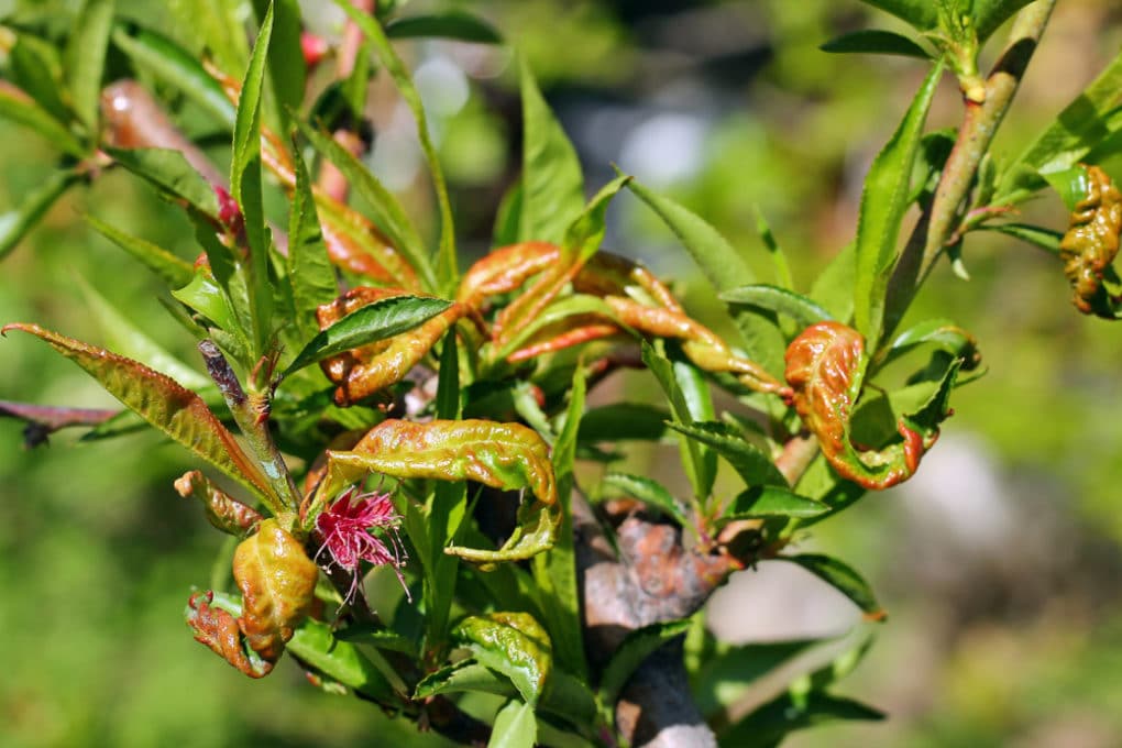 Cherry Tree Problems Diseases