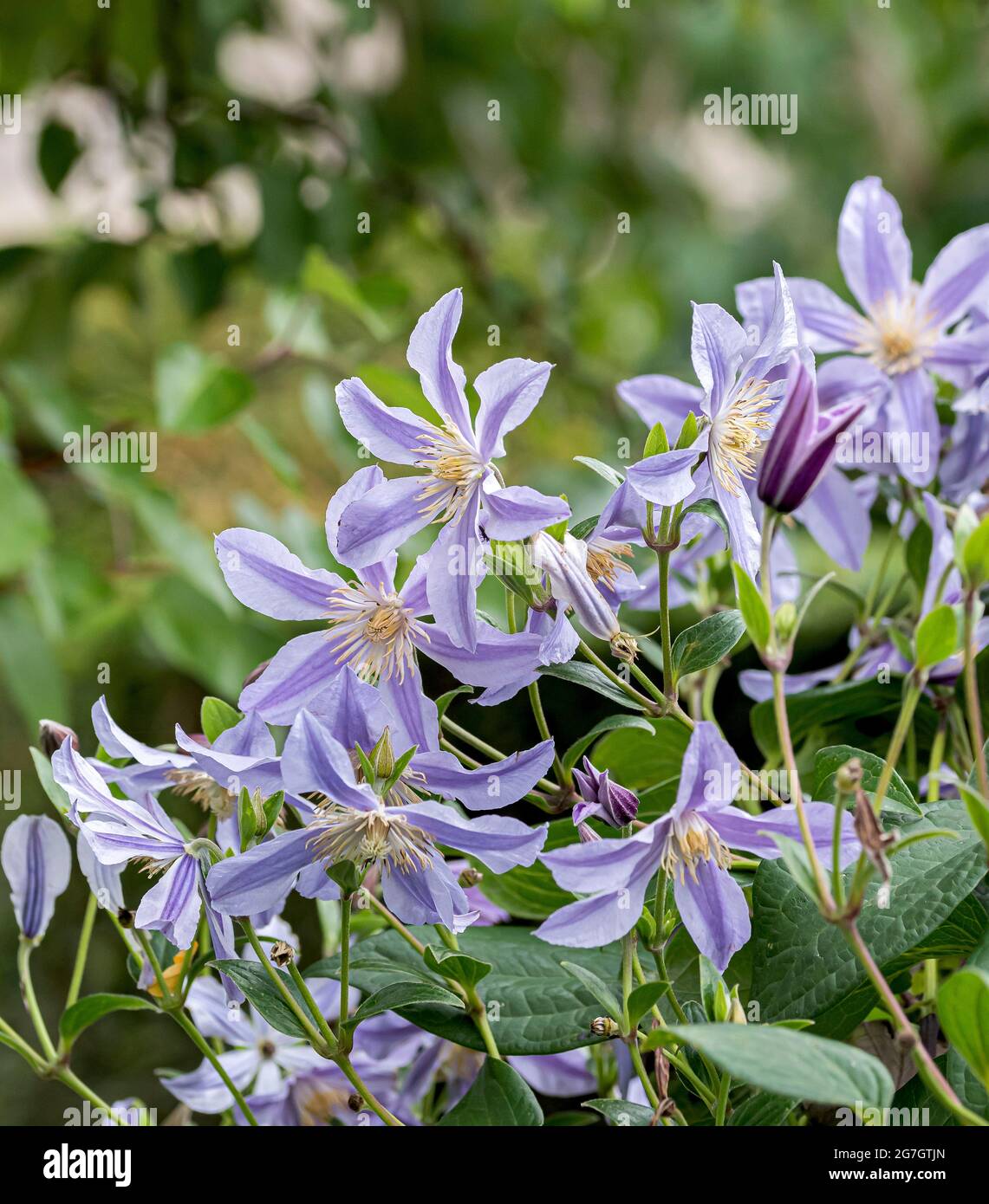 Clematis Star River