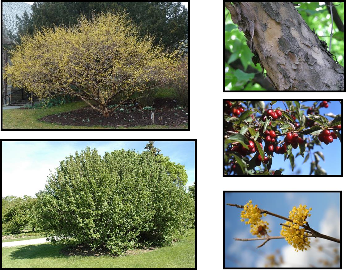 Cornelian Cherry Dogwood Care Tips