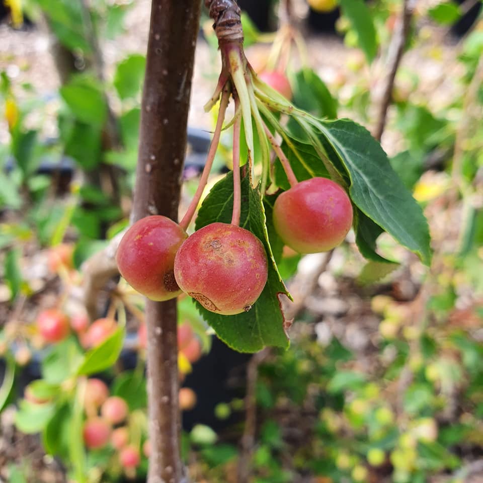 Crab Apple Sun Rival: Shades Your Yard Naturally