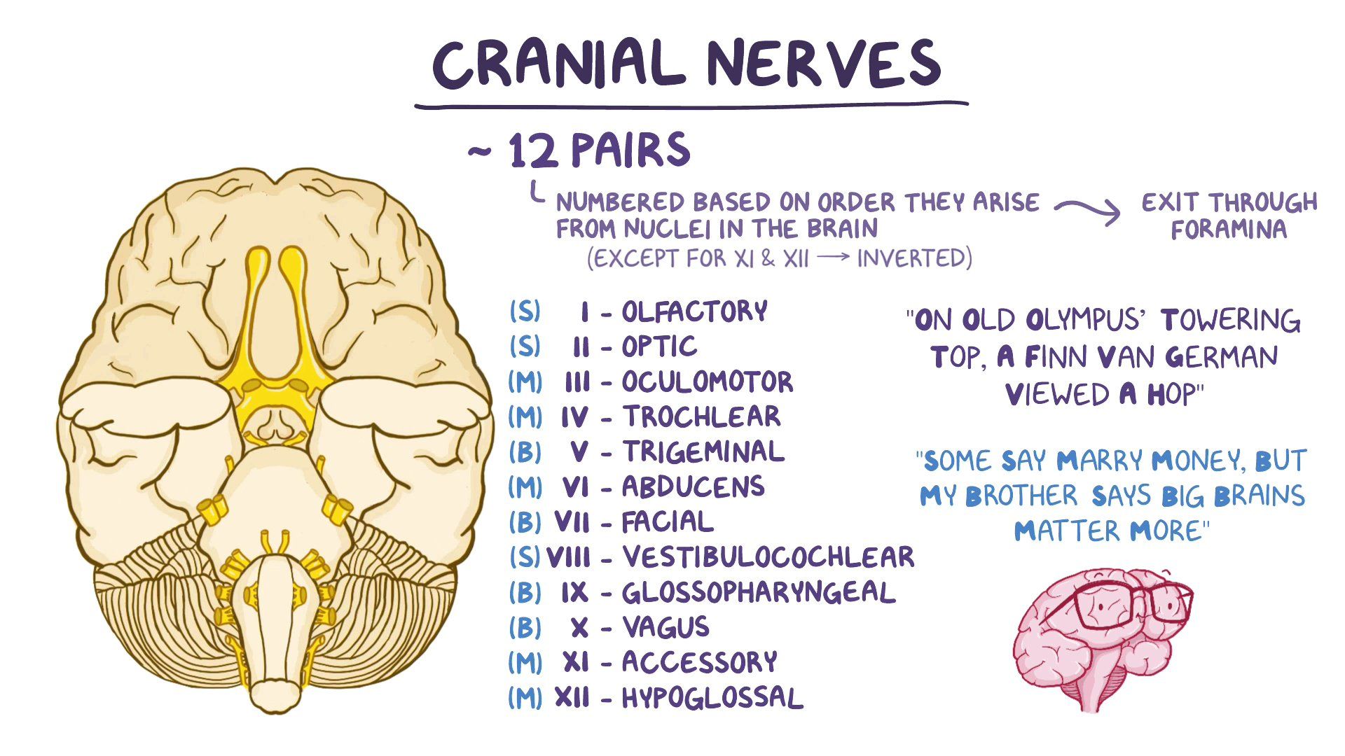 Cranial Nerves: Easy Memory Aid