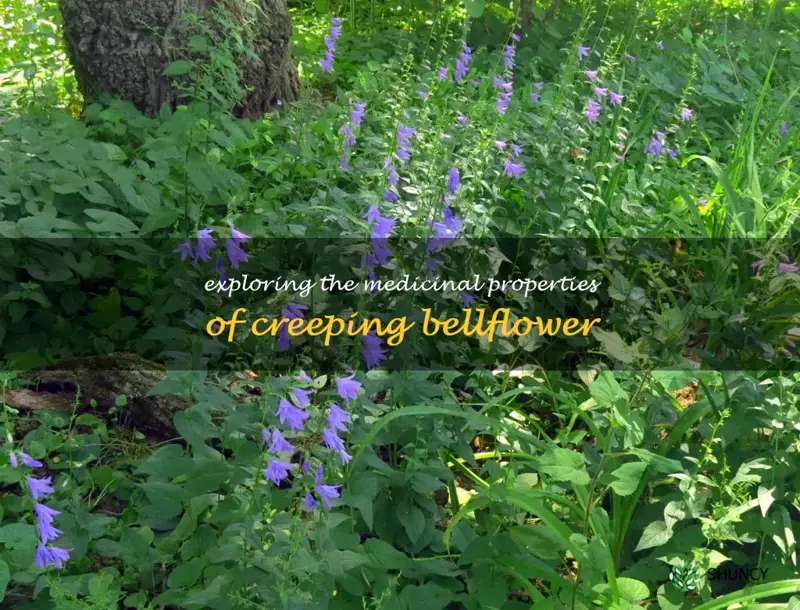 Creeping Bellflower: Medicinal Uses For Healthy Living