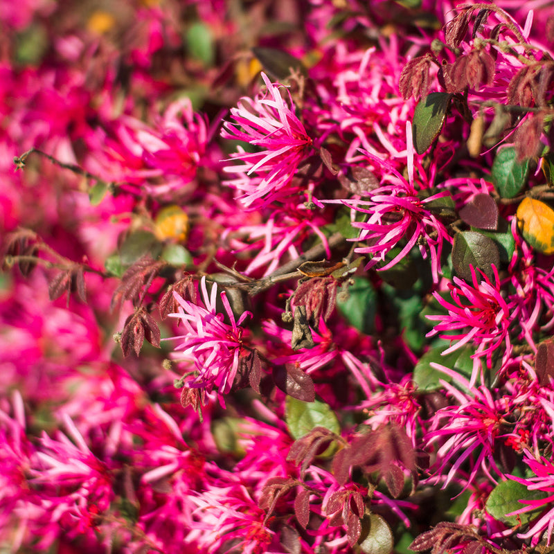 Crimson Fire Shrub