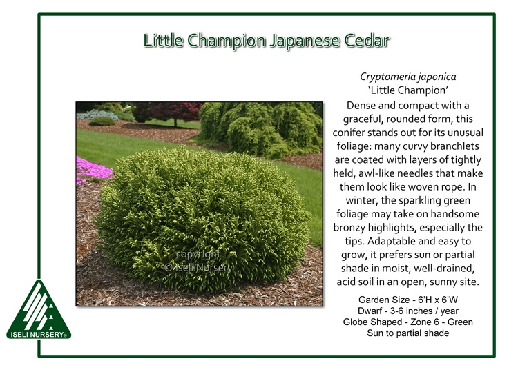 Cryptomeria Little Champion