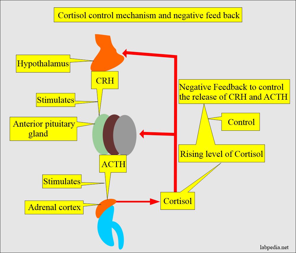 Dexamethasone For Blood Test