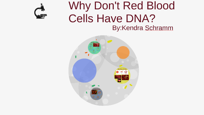 Do Blood Cells Have Dna