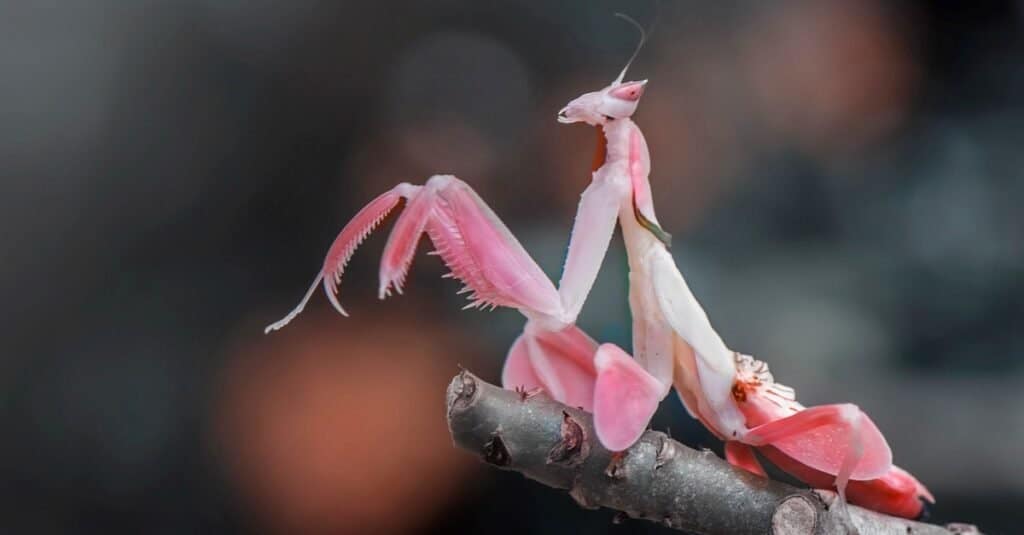 Do Praying Mantis Live In Wisconsin
