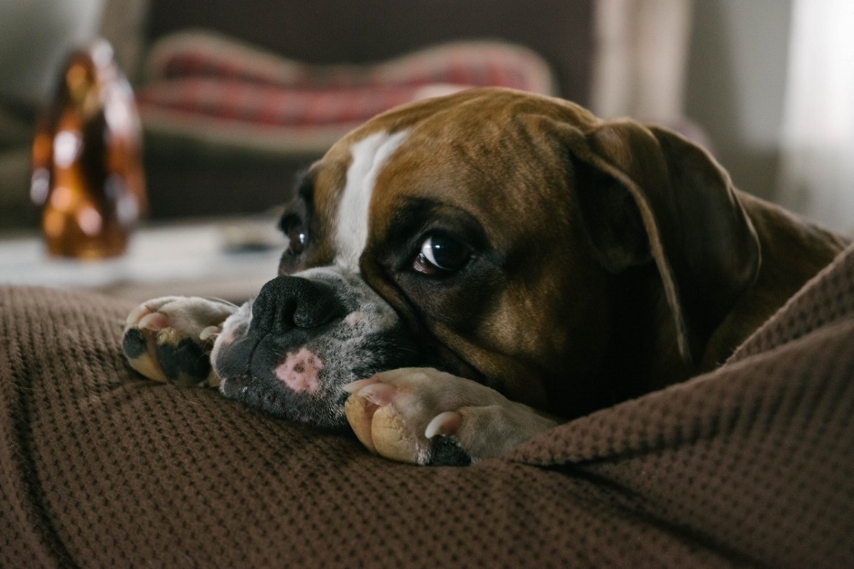 Dog Brain Tumor Signs
