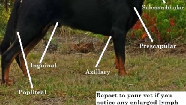 Dog Lymph Node Location