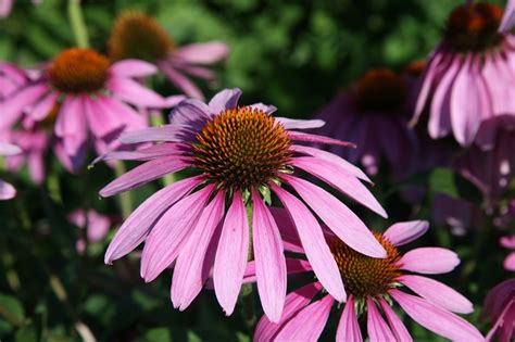 Echinacea: Boosts Immunity Naturally