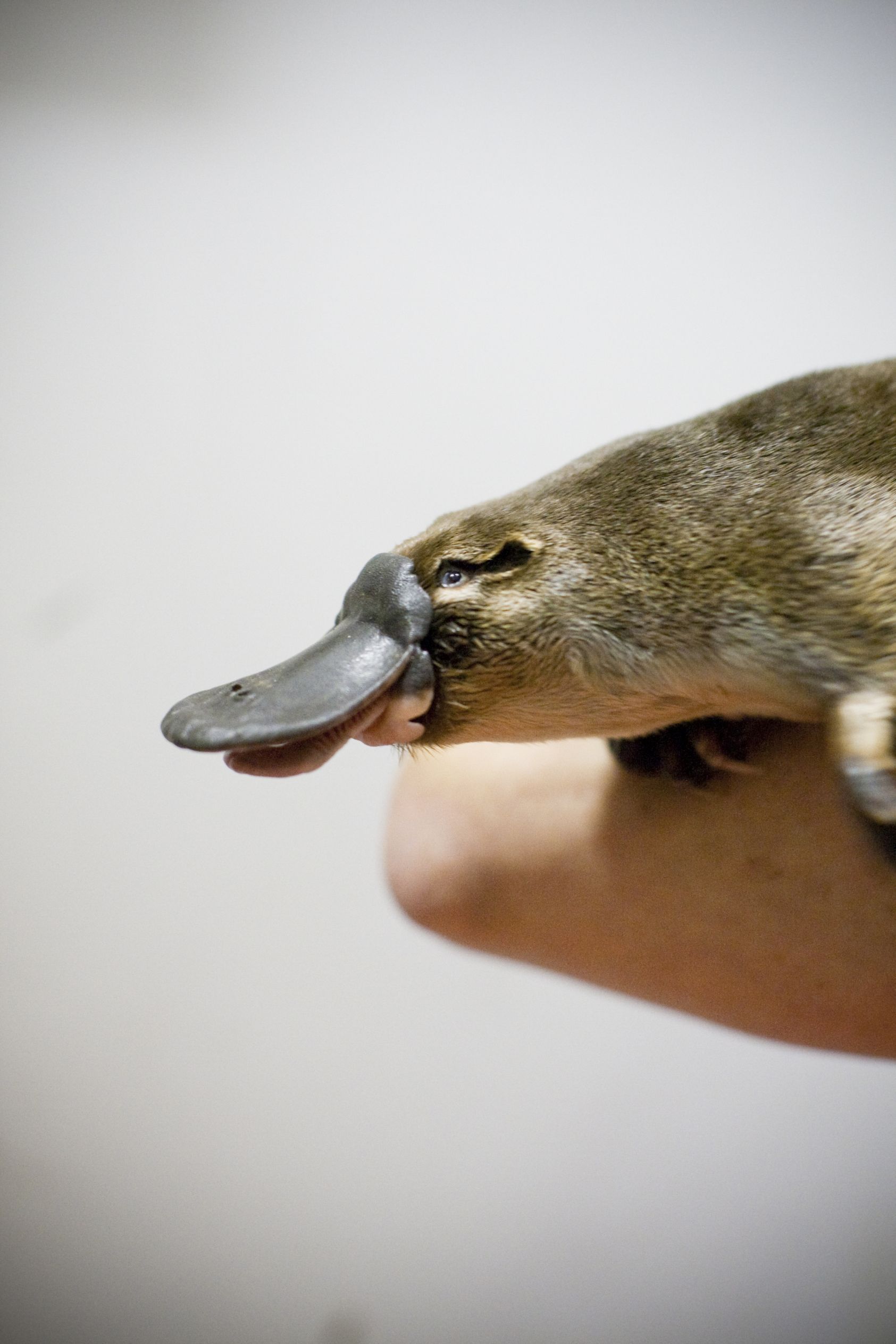 Egg Laying Mammals: Discover Unique Species