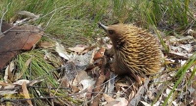 Egglaying Mammals Revealed