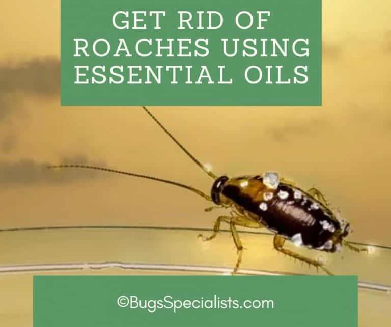 Essential Oils For Roaches A Non Toxic Solution For Pest Control Essential Oils For Roaches A Non Toxic Solution For Pest Control