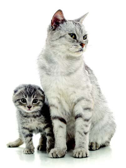 Feline Life Stages Guide