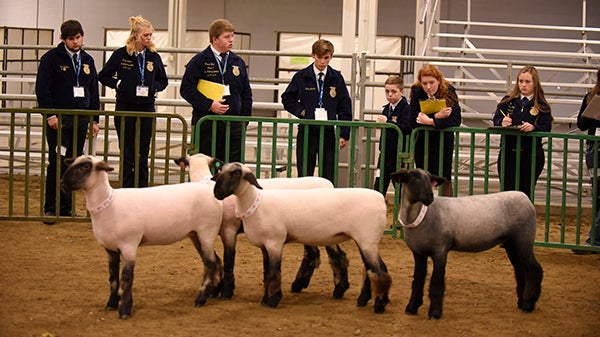 Ffa Animals: Discover Livestock And Pets To Raise