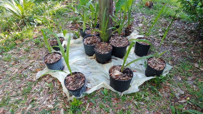 Fl Native Trees