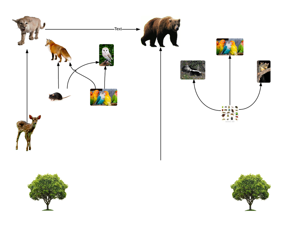 Food Web For A Temperate Forest