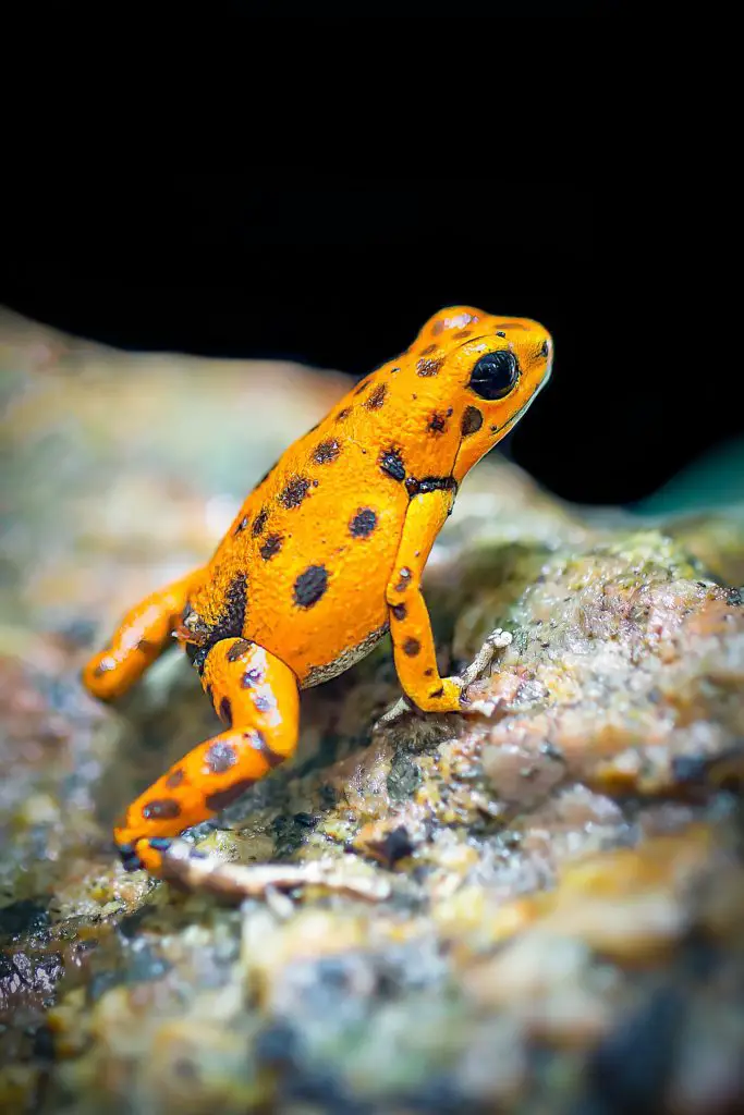 Frogs Guide: Reptile Facts