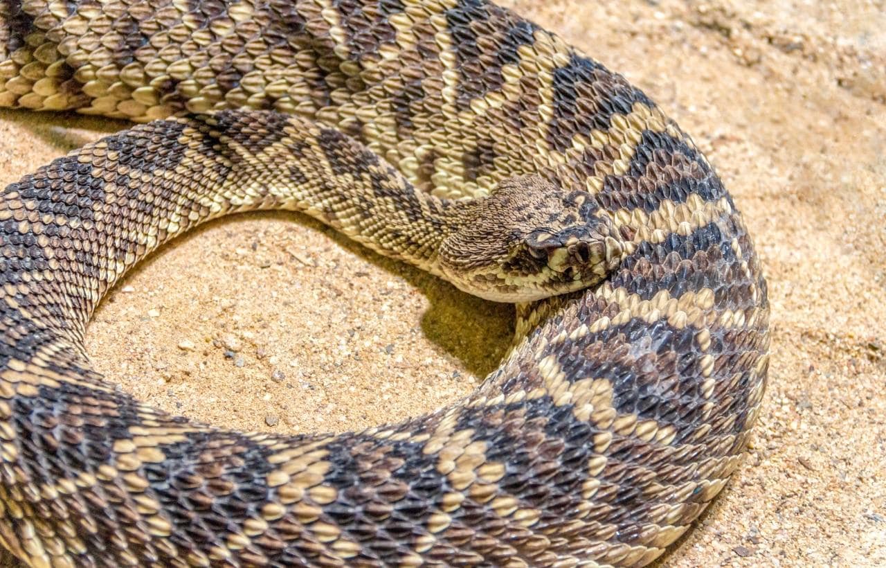 Georgia Non Poisonous Snakes Georgia Non Poisonous Snakes
