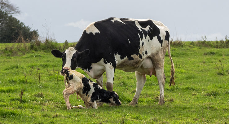 Gestation Length Cow