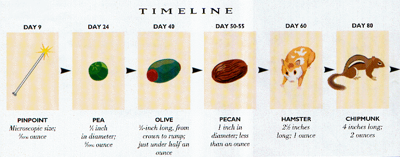Gestation Period For Equine: Understand Foaling Timeline