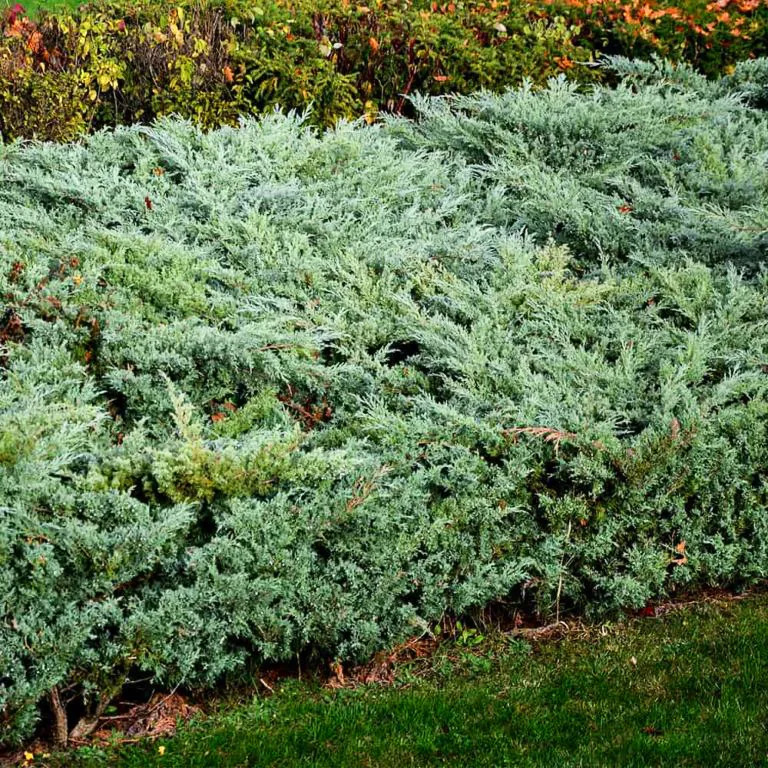 Grey Owl Juniper Growth Rate