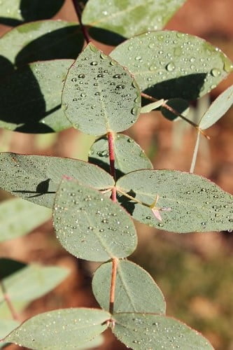 Hardy Eucalyptus Tree