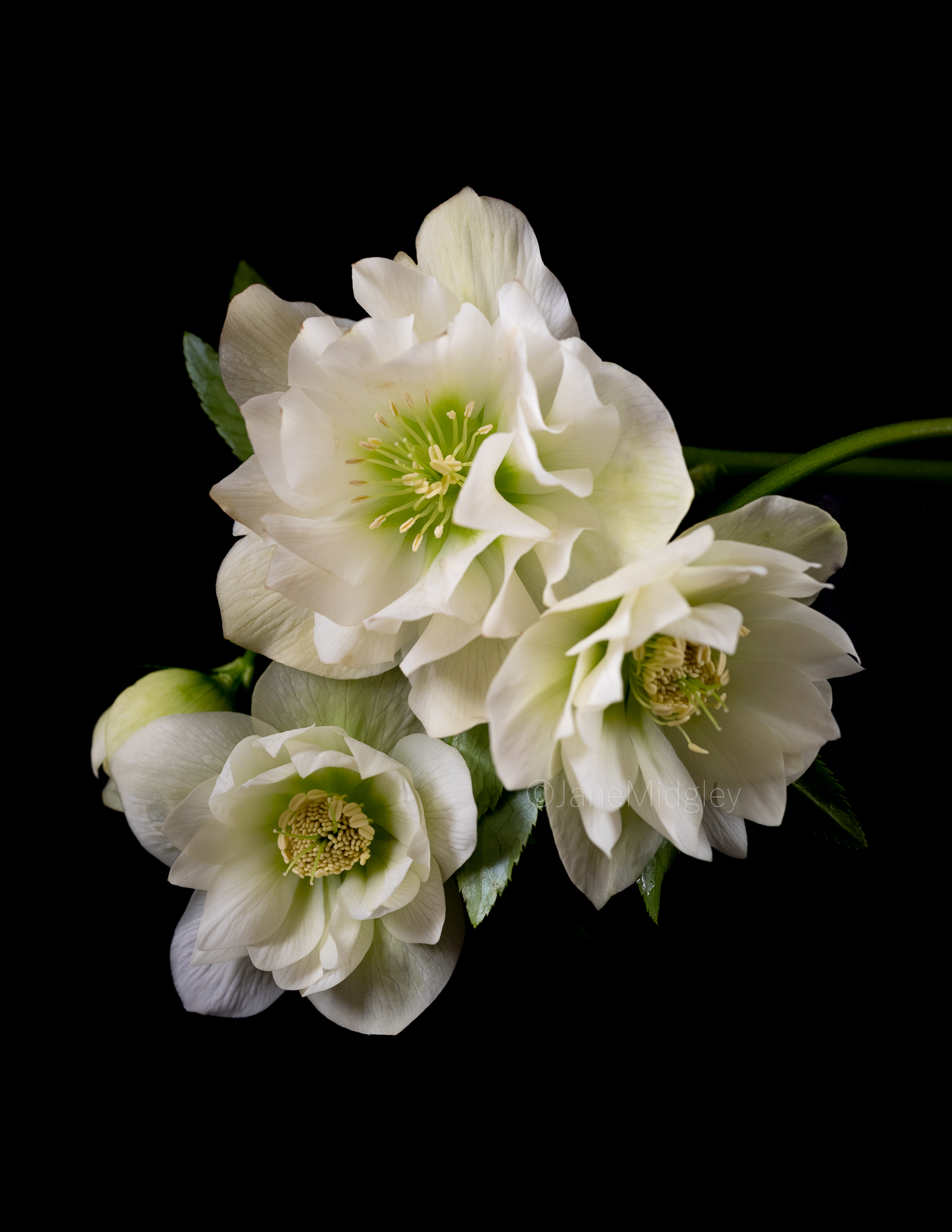 Helleborus Double