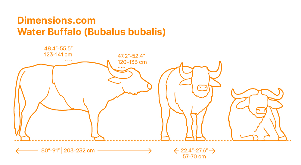 Highland Cattle Dimensions Amp Drawings Dimensions Com Highland Cattle Dimensions Amp Drawings Dimensions Com