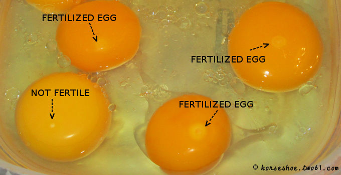 How Are Eggs Fertilized