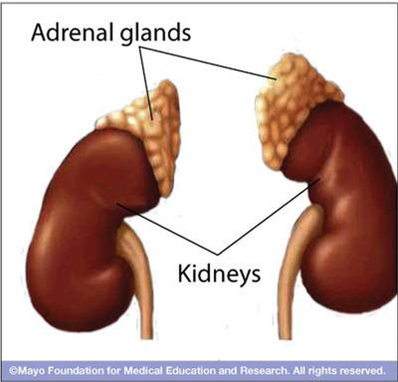 How Do Adrenal Glands Impact Health? Natural Solutions How Do Adrenal Glands Impact Health? Natural Solutions