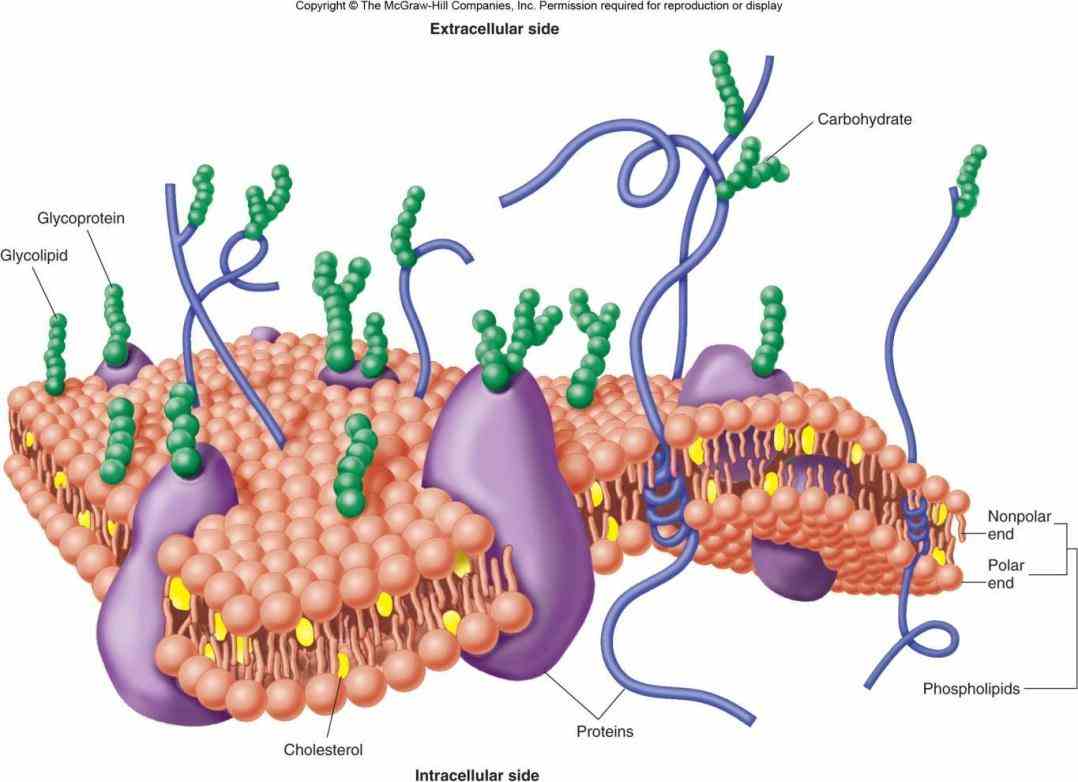How Do Glycoproteins Regulate Cell Membrane? Key Benefits
