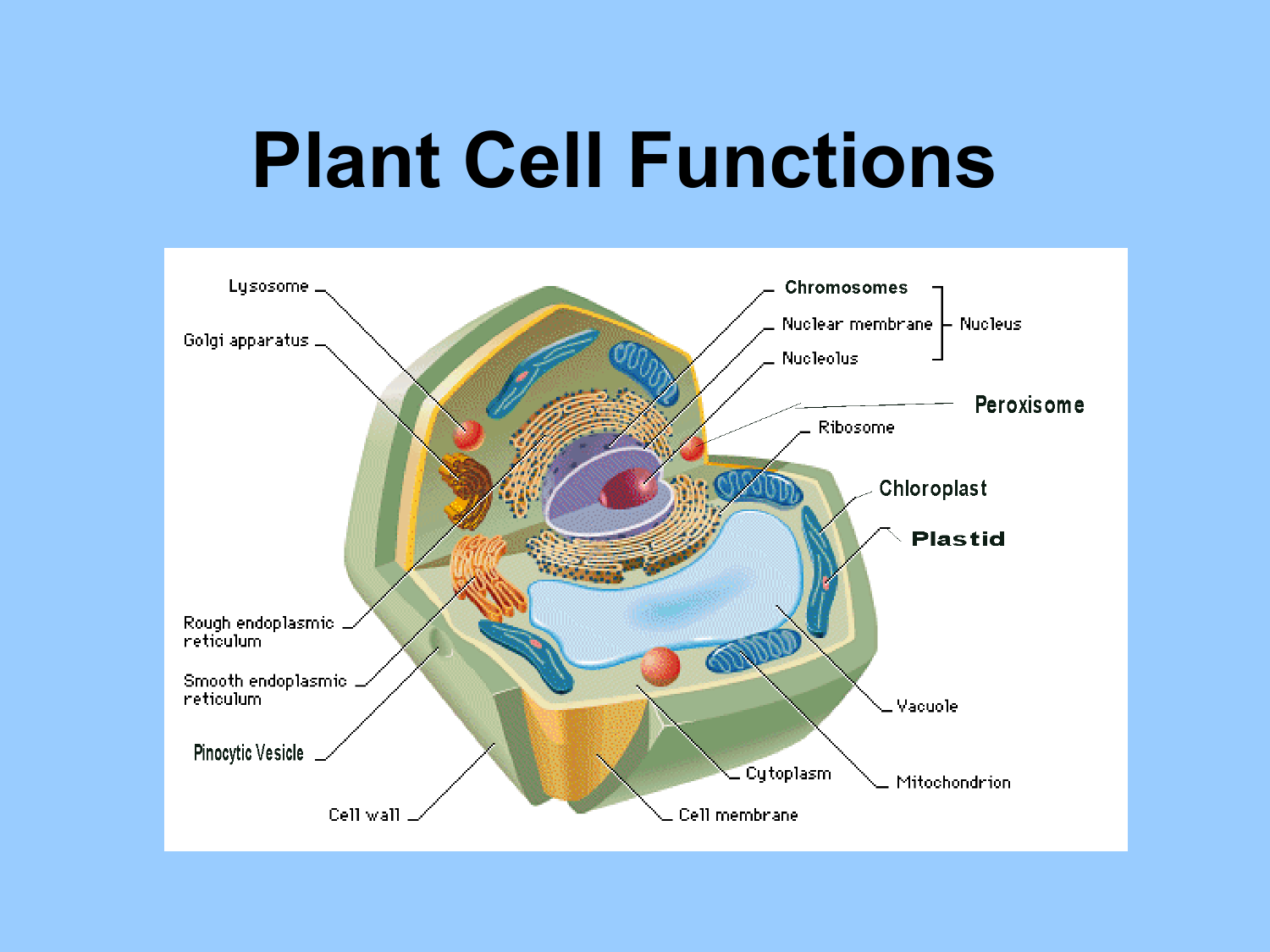 How Do Plant Cells Function? Key Parts Explained