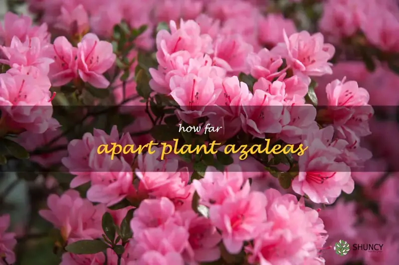 How Far Apart Should You Plant Azaleas