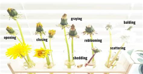 How Long Do Dandelions Bloom