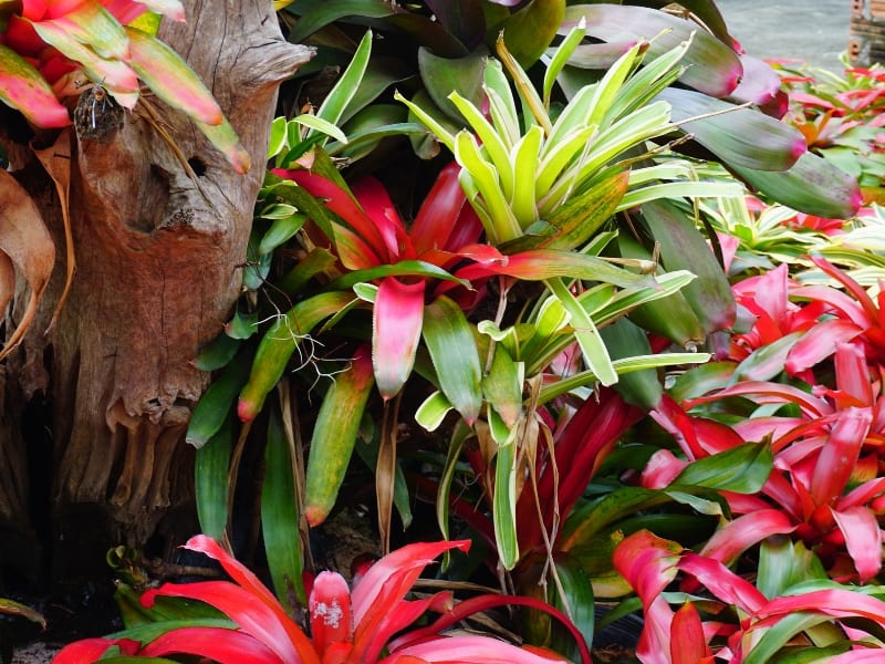 How Often To Water A Bromeliad