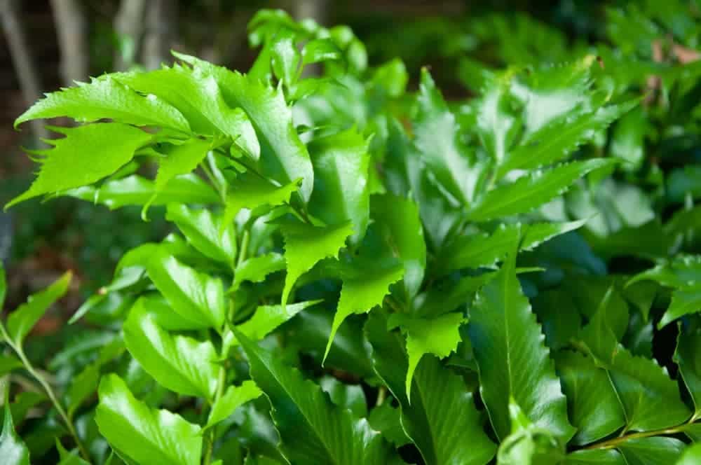 How To Care For Fern Holly? Easy Guide